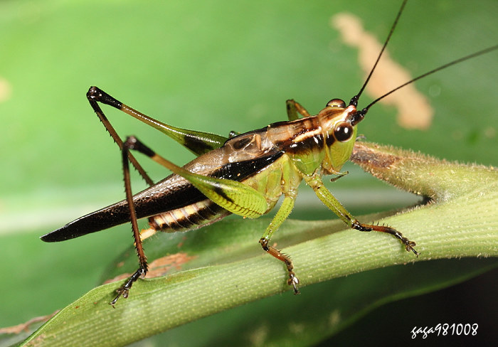 ¯Ͳ Conocephalus melas 