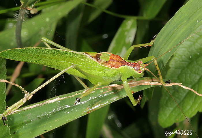 OWƸ} Hexacentrus unicolor