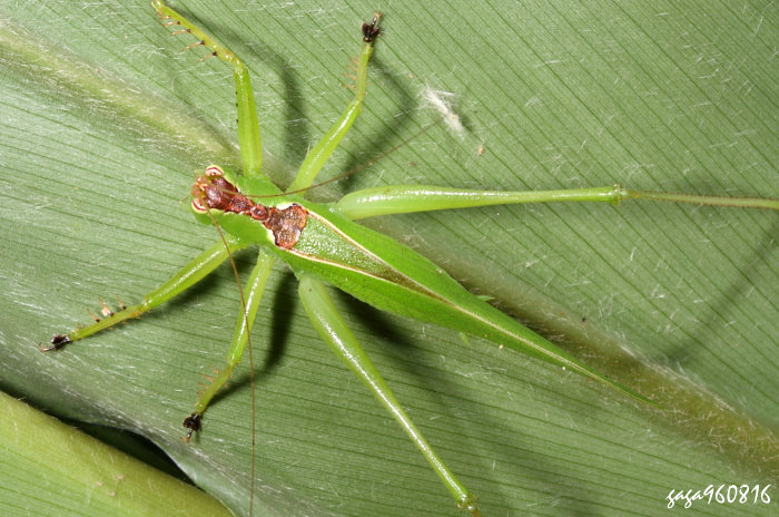  Hexacentrus unicolor