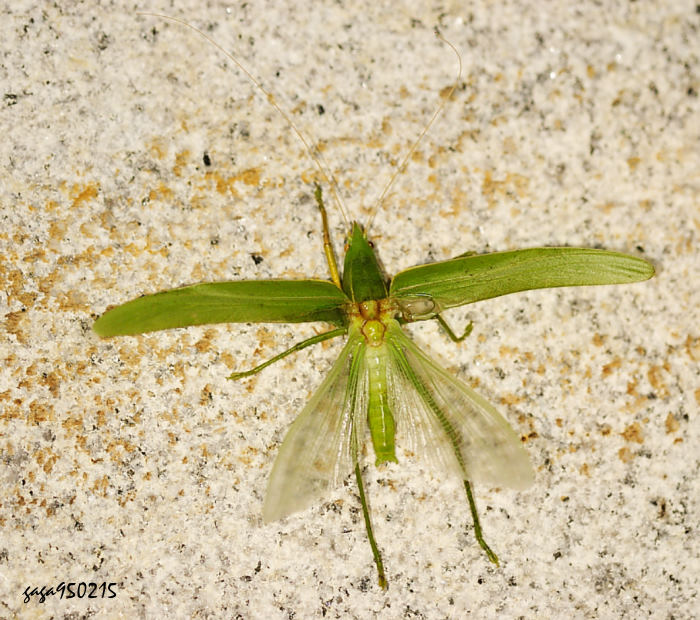  Pyrgocorypha formosana  