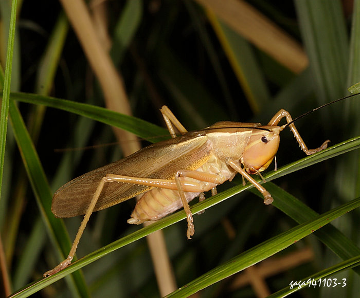 pYn Pseudorhynchus crassiceps 