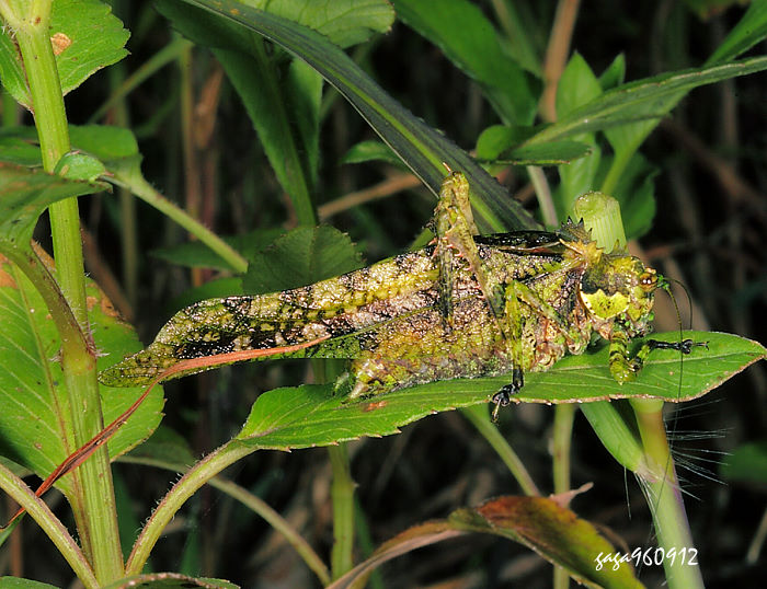 ܴn Trachyzulpha formosana