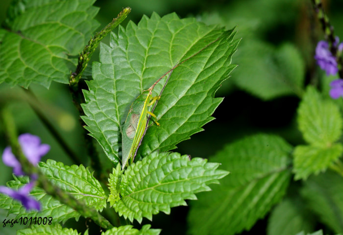 台灣片蟋 Truljalia formosa 