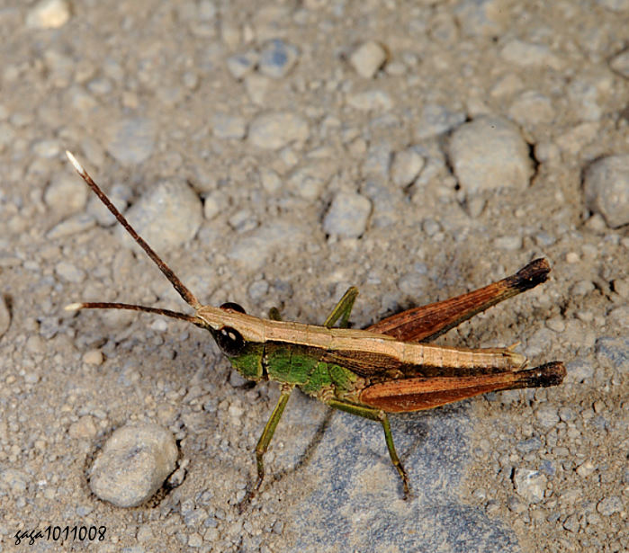 台灣佛蝗 Phlaeoba formosana