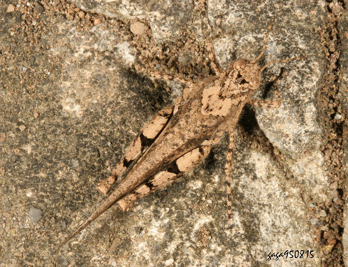 н Trilophidia  annulata  