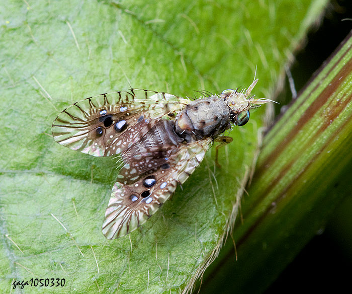 _qΤ Rhabdochaeta formosana 