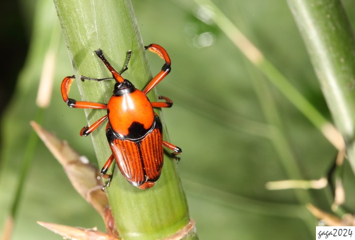 xWjH Cyrtotrachelus thompsoni 