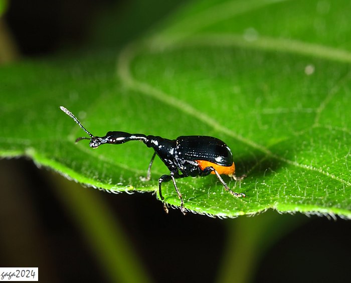 VH Cycnotrachelus cyanopterus