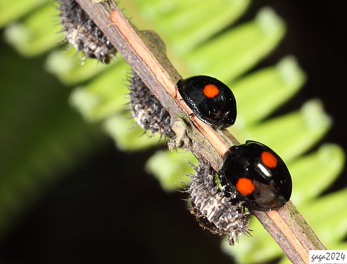 OWB] Chilocorus shirozui