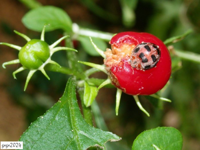 半帶裂臀瓢蟲 Henosepilachna subfasciata 