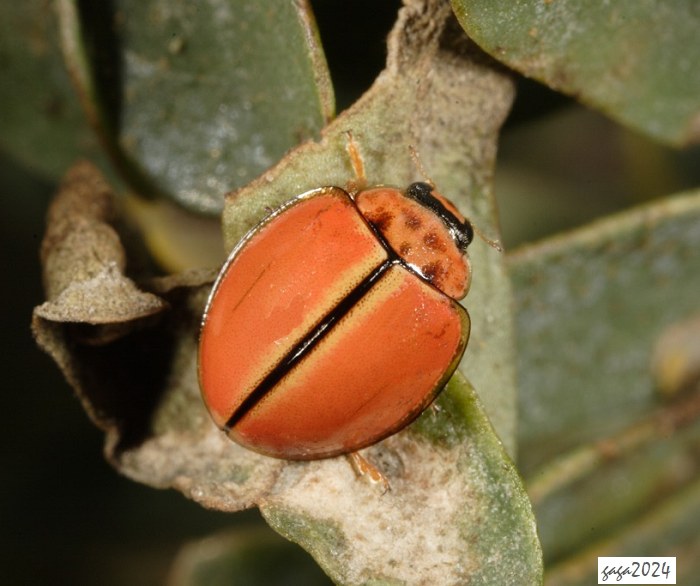 ] Micraspis discolor