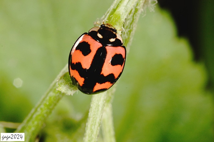 ] Cheilomenes sexmaculata 