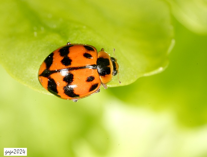 K] Harmonia octomaculata 