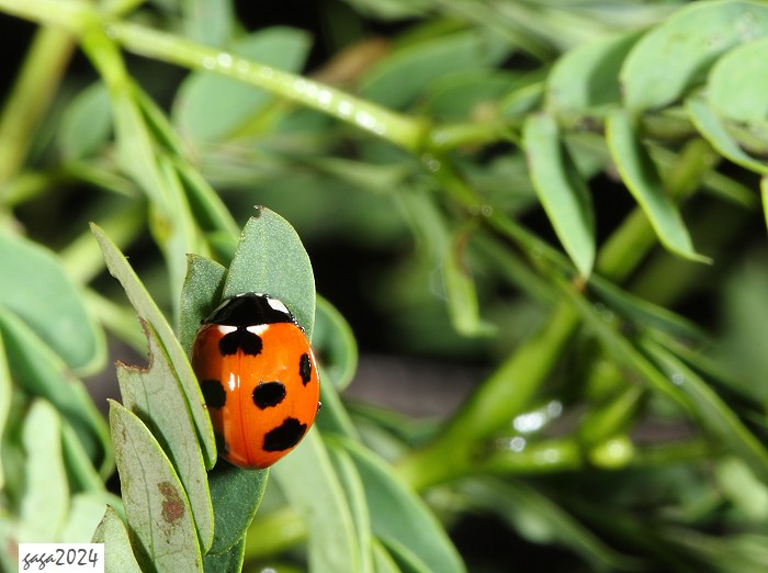 CP] Coccinella septempunctata 