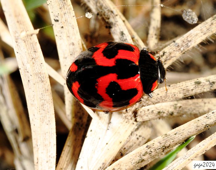 i] Coccinella transversalis