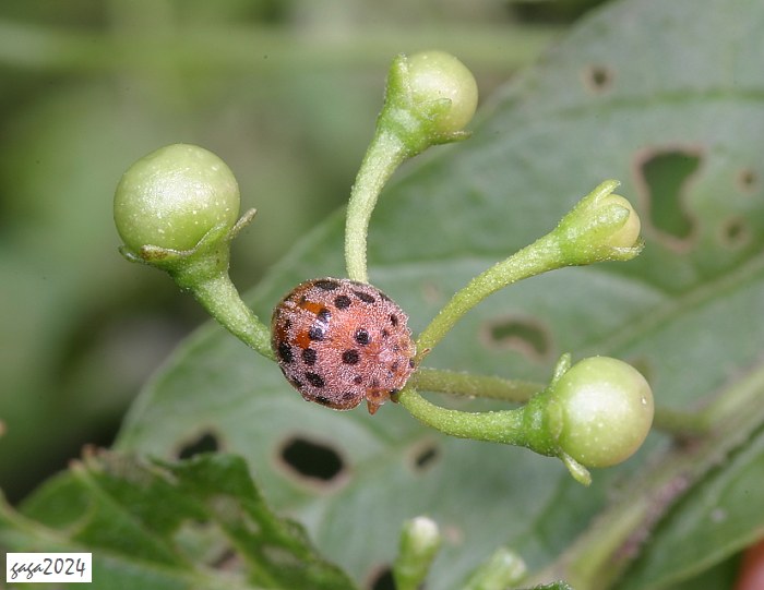 XGQKP] Henosepilachna vigintioctopunctata 