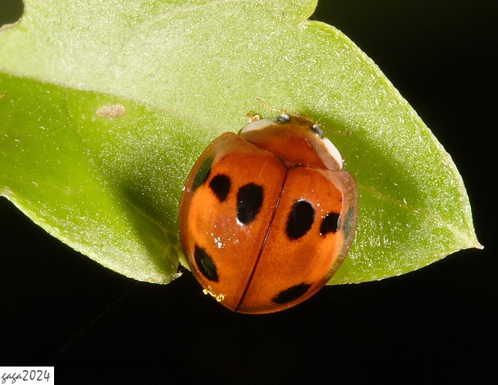 八斑盤瓢蟲 Coelophora bowringii