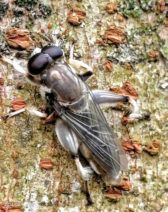 Chalcosyrphus  sp. 