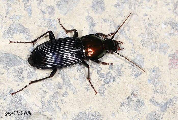 vݨB Trigonotoma lewisii 