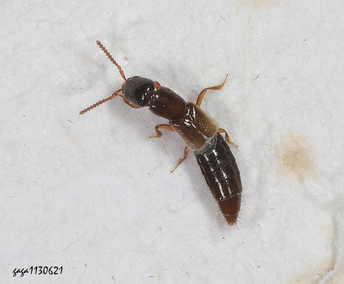  Bledius sp.