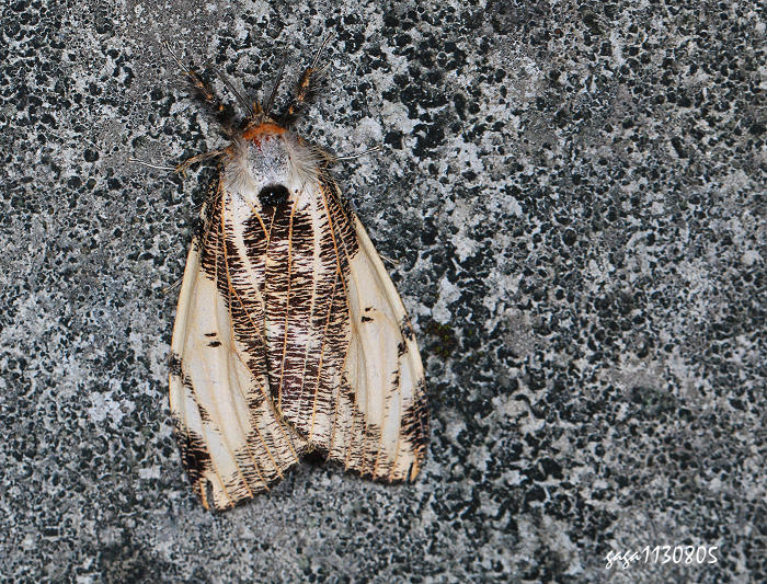 ӯr Locharna strigipennis