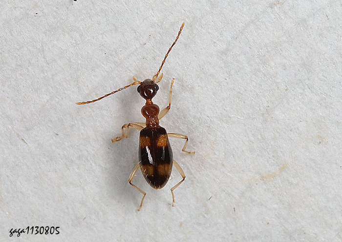 蟻形蟲 Nitorus sp. 