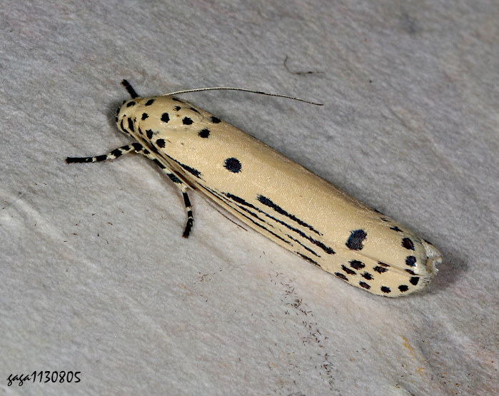  uz Ethmia lineatonotella