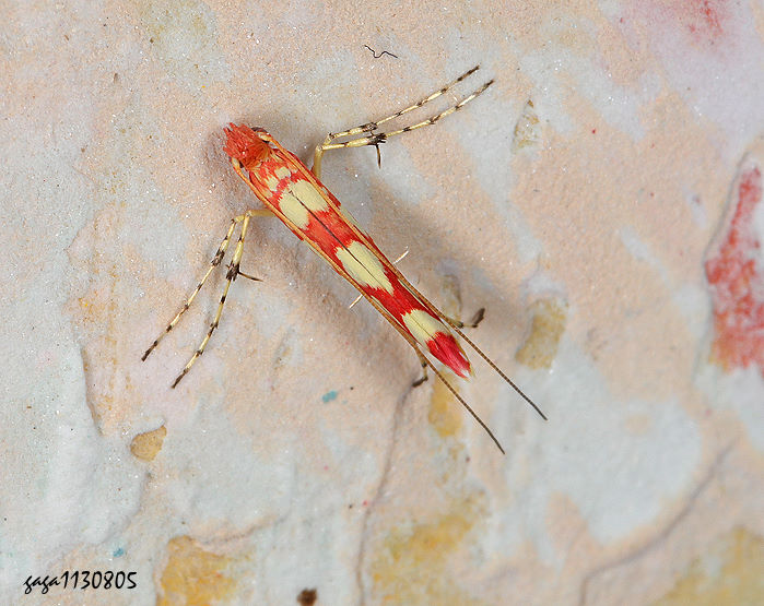 Macarostola sp.