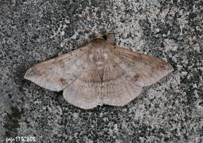 nn Ericeia inangulata