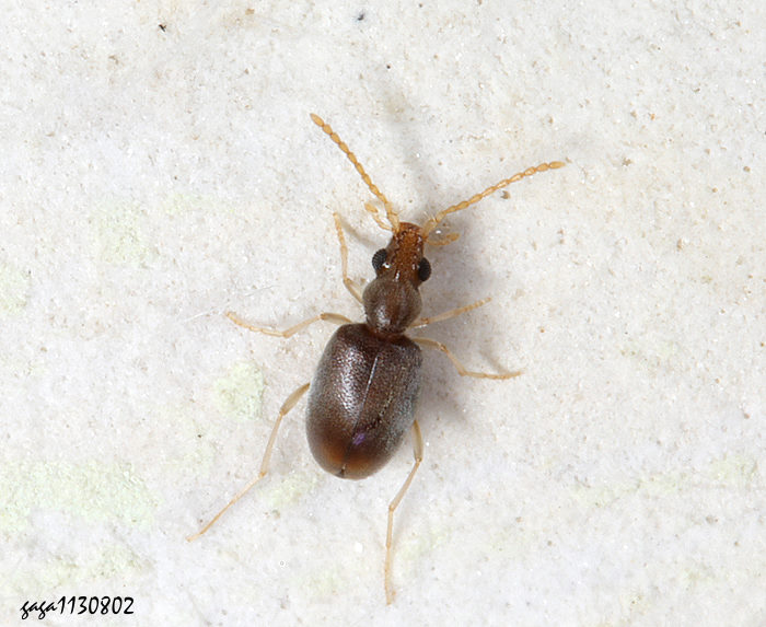 Ƨ Notoxus sp.  