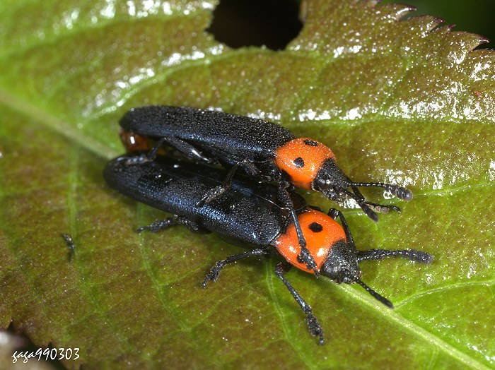 jnY Tetraphala collaris