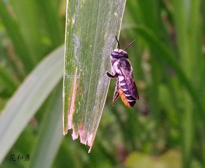 黄 Megachile igniscopata