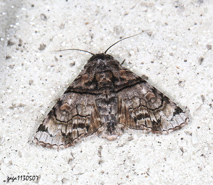 頂斑仙尾夜蛾 Aplotelia diplographa