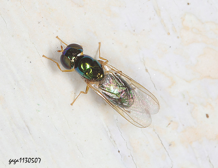 小麗水虻屬  Microchrysa sp. 