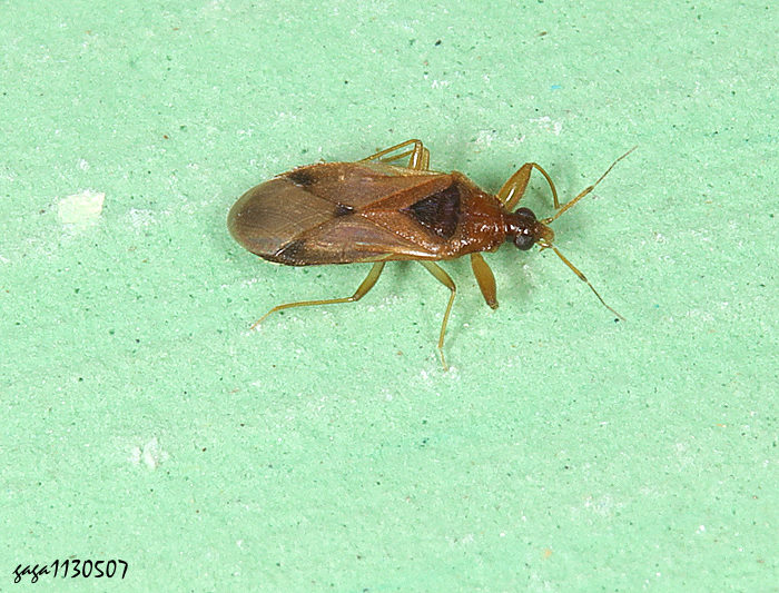 Ũ Physopleurella armata 