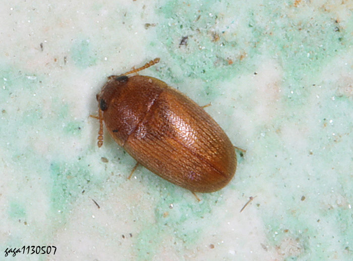 p Typhaea sp.