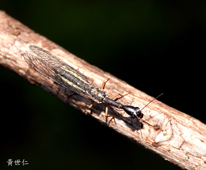 DM Mongoloraphidia  sp.