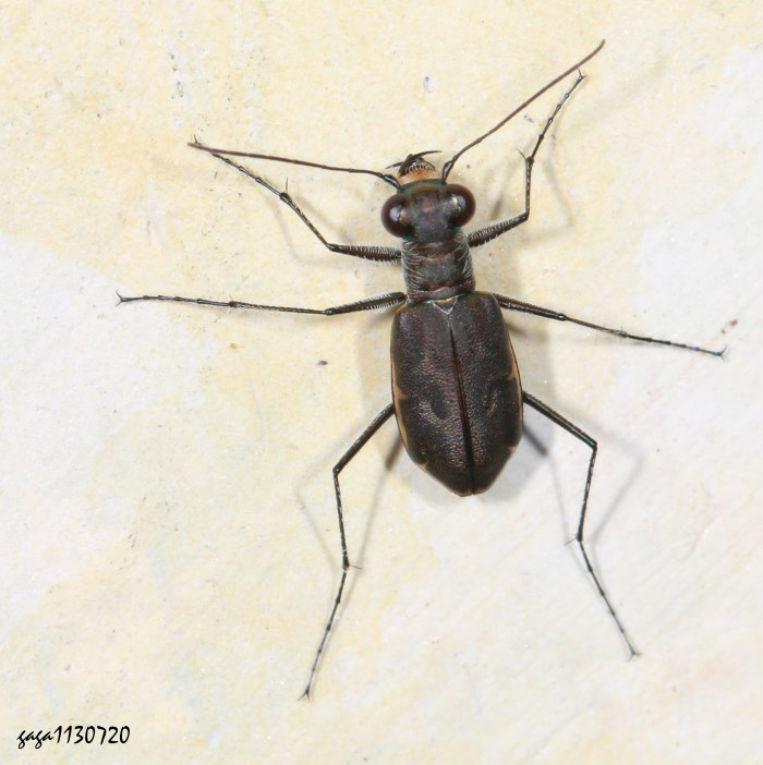 淡紋虎甲 Cylindera elisae reductelineata