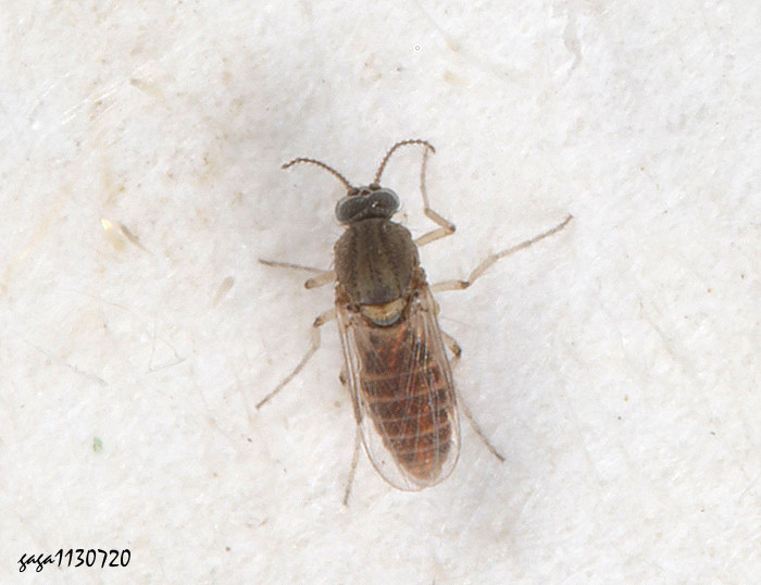 h Forcipomyia sp.    