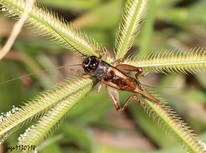 V Modicogryllus sp.  