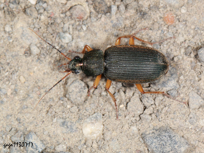 CB Chlaenius variicornis