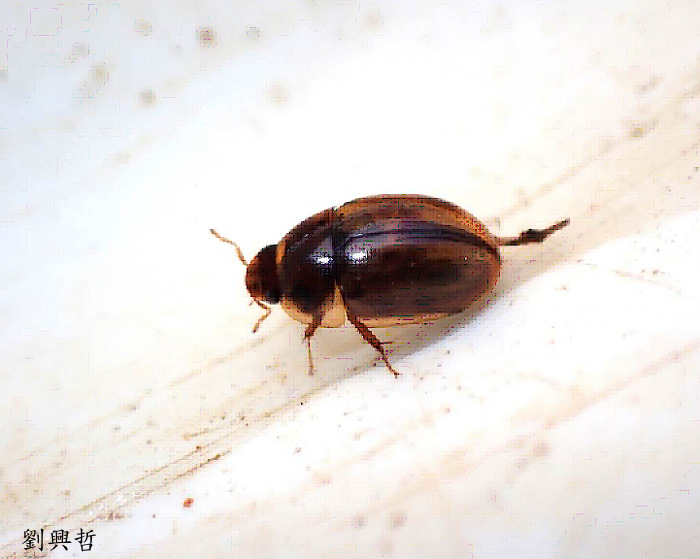 Aaդ Enochrus subsignatus