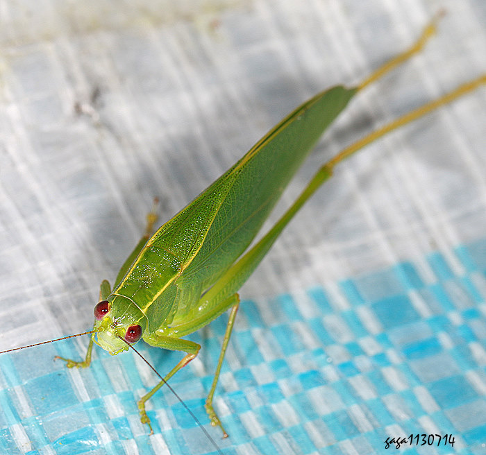  Isopsera denticulata