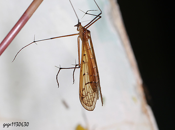 AȳM Bittacus sp. 