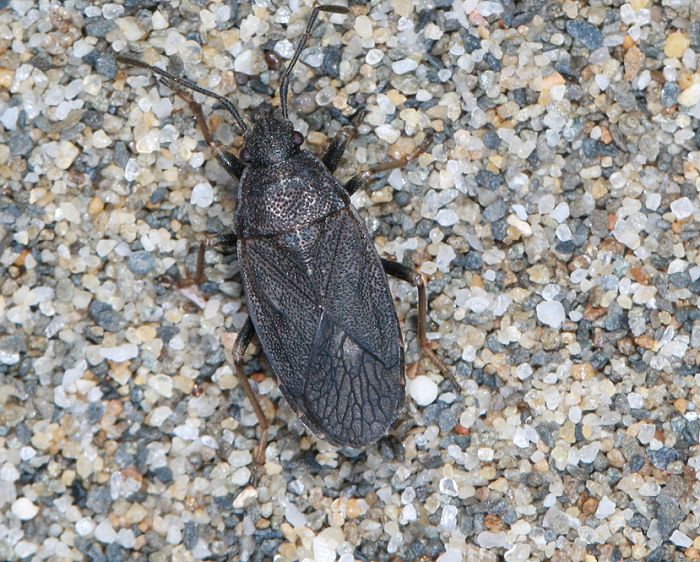 a Pyrrhocoris sibiricus