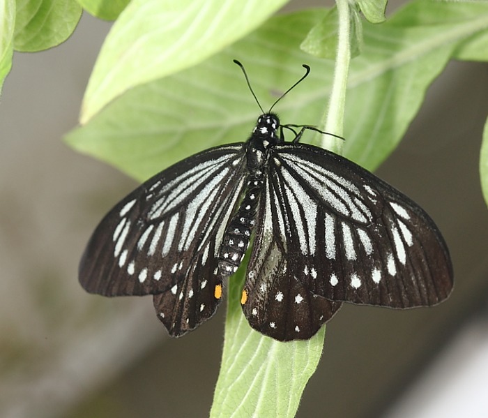 P Chilasa epycides melanoleucus 