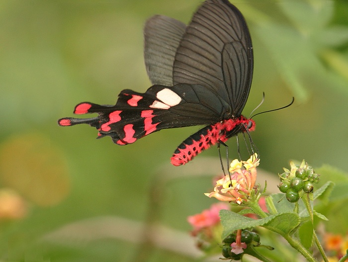 j Byasa polyeuctes termessus