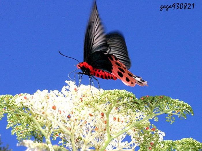 ƻ Atrophaneura horishana