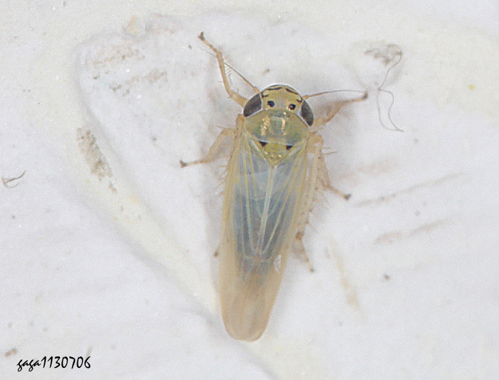 Ge Macrosteles sp.