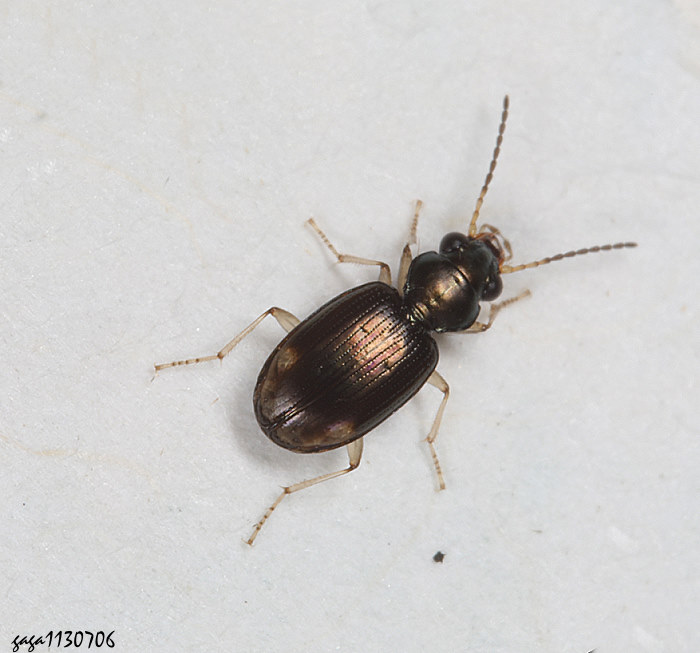 @B Bembidion sp.